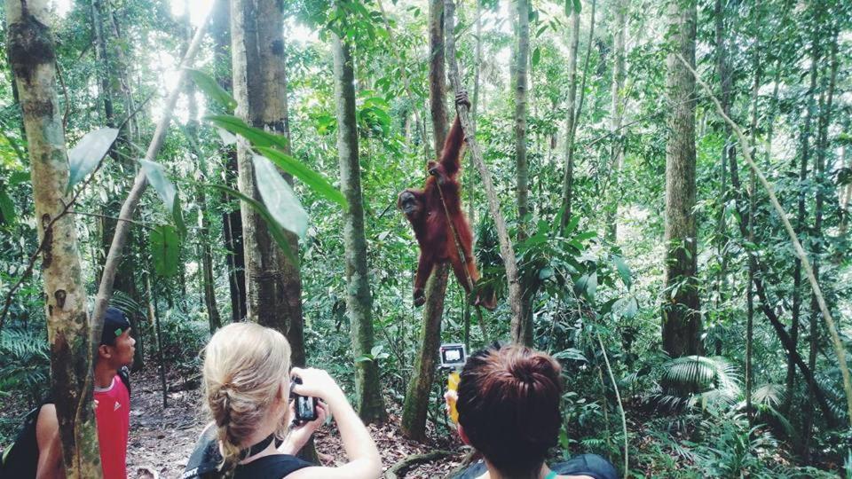 Orangutantreksumatra & Lovely Jungle Lodge Only Book If You Are Treking With Us بوكيت لاوانج المظهر الخارجي الصورة