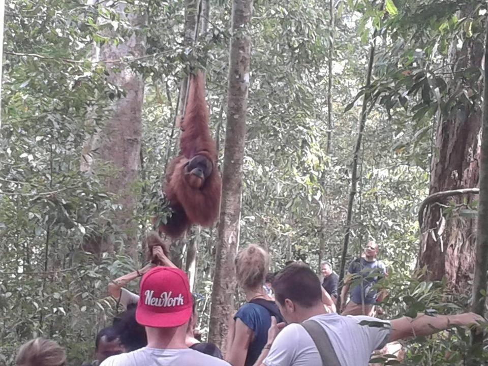 Orangutantreksumatra & Lovely Jungle Lodge Only Book If You Are Treking With Us بوكيت لاوانج المظهر الخارجي الصورة