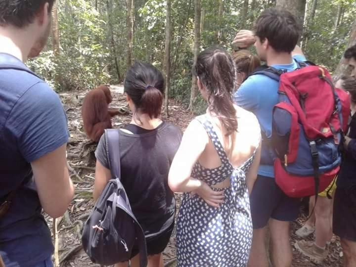 Orangutantreksumatra & Lovely Jungle Lodge Only Book If You Are Treking With Us بوكيت لاوانج المظهر الخارجي الصورة