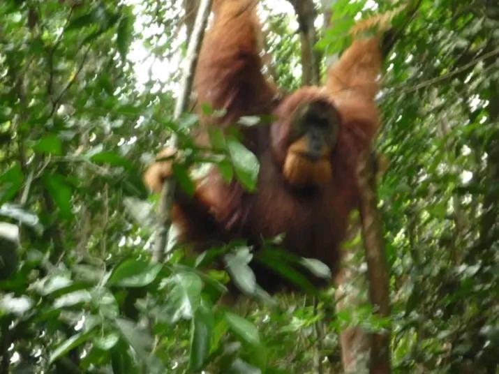 Orangutantreksumatra & Lovely Jungle Lodge Only Book If You Are Treking With Us بوكيت لاوانج المظهر الخارجي الصورة