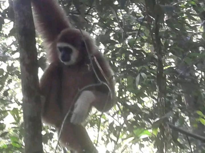 Orangutantreksumatra & Lovely Jungle Lodge Only Book If You Are Treking With Us بوكيت لاوانج المظهر الخارجي الصورة
