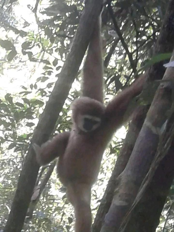 Orangutantreksumatra & Lovely Jungle Lodge Only Book If You Are Treking With Us بوكيت لاوانج المظهر الخارجي الصورة