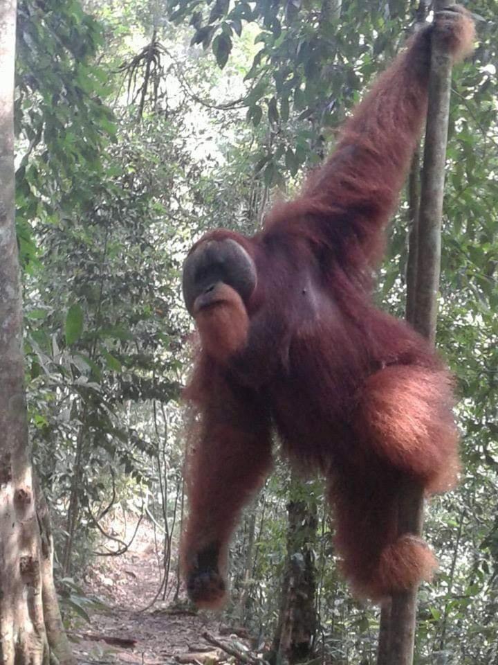 Orangutantreksumatra & Lovely Jungle Lodge Only Book If You Are Treking With Us بوكيت لاوانج الغرفة الصورة