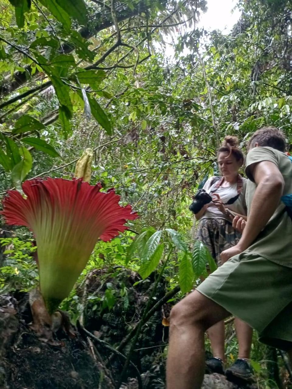 Orangutantreksumatra & Lovely Jungle Lodge Only Book If You Are Treking With Us بوكيت لاوانج المظهر الخارجي الصورة